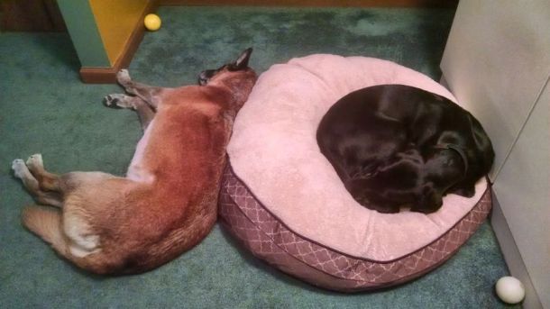 12-9-16-tired-or-bored-sm