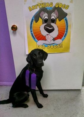 1-18-17-two-nosework-qs-sm