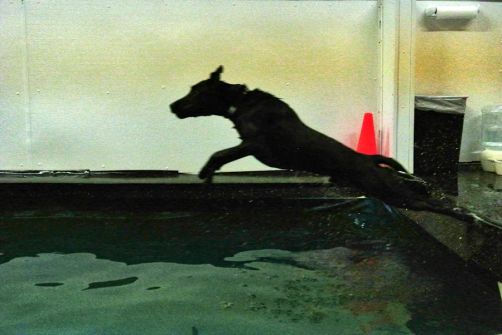 2-22-17-dock-diving-sm