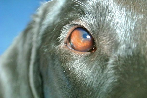 3-14-17 close up 1 sm