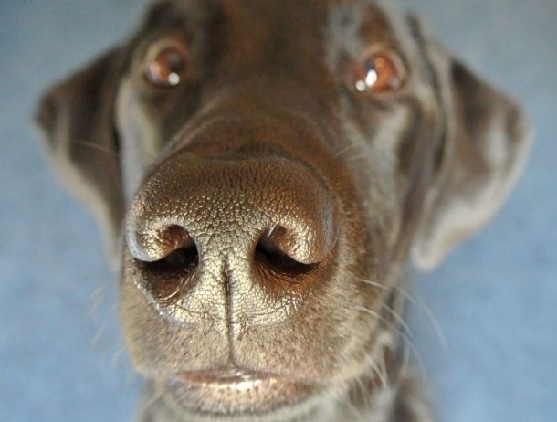 3-14-17 close up 2 sm