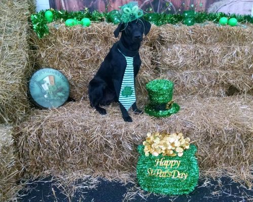 3-18-17 St Pats day1 sm