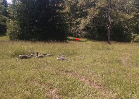 6-10-17 duck location sm