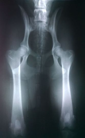 8-24-17 prelim x-rays