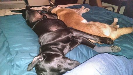 8-26-17 sleepy puppies