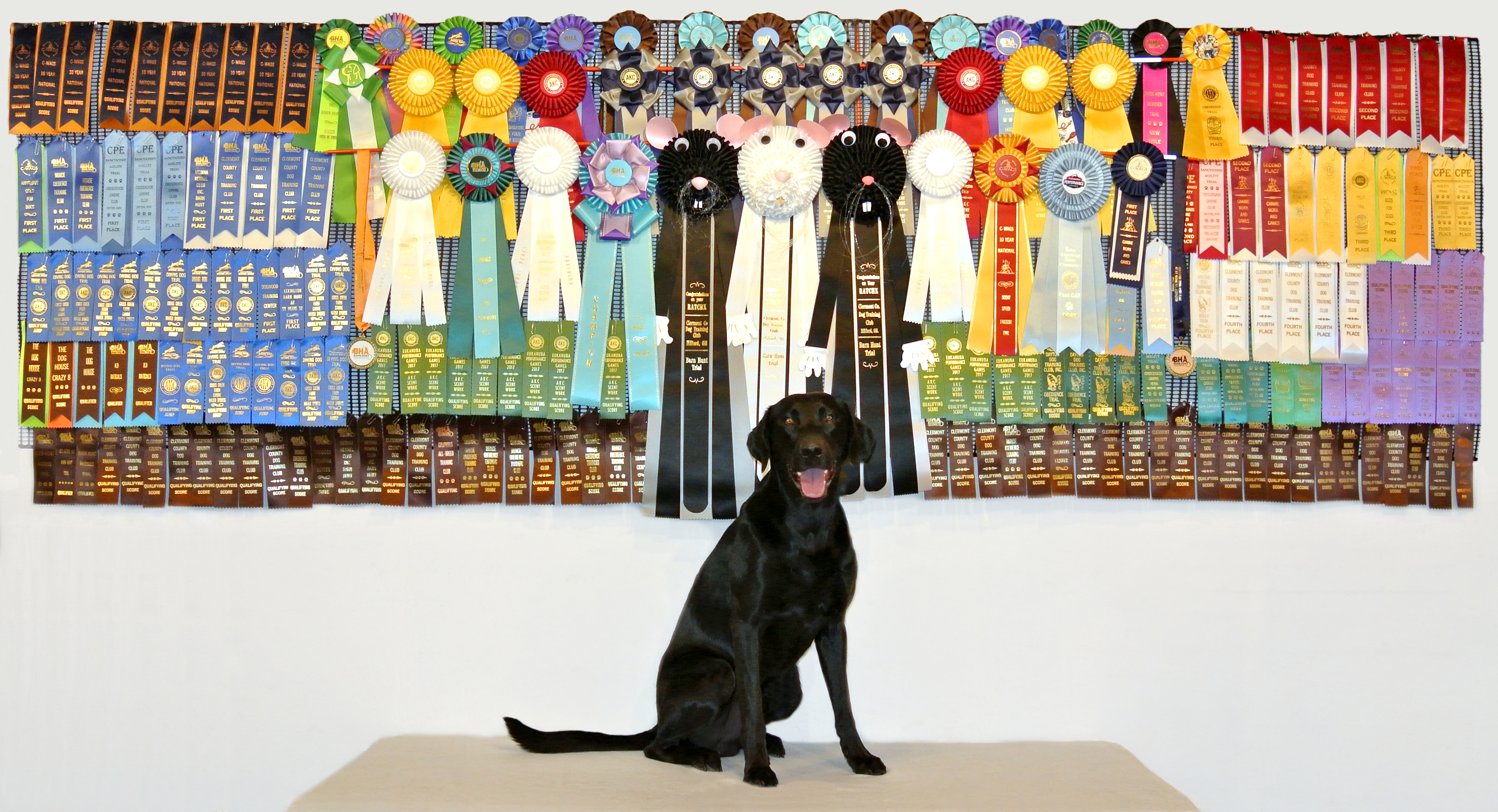 4-15-18 Ribbons 1 and half yrs of trials