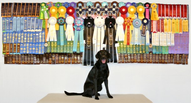 4-15-18 Ribbons 1 and half yrs of trials